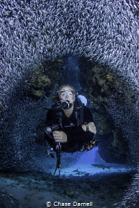 "Perfect Circle"
Silversides parting in unison for a diver. by Chase Darnell 